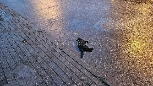 В Одинцово из окна многоэтажки выбросили двух котов — они погибли