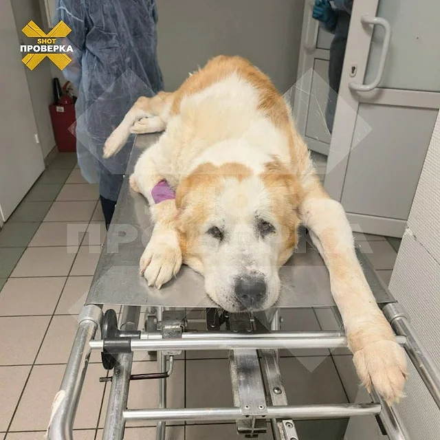 Вспышка чумки произошла в собачьем приюте в Одинцовском округе