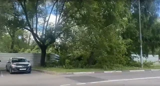 В центре Одинцово начали вырубать деревья. Участок хотят застроить 4-этажным физкультурным комплексом с рестораном