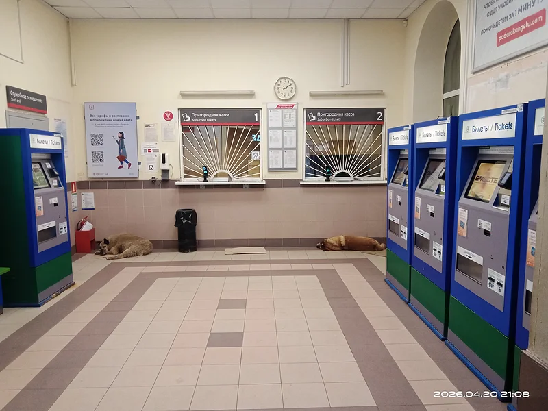 Животные без владельцев, itdoc