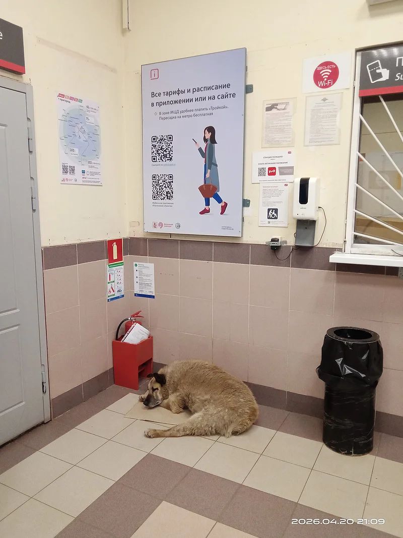 Животные без владельцев, itdoc