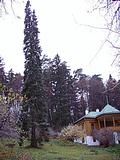 Успенское. Уральская пихта в парке дома-музея Пришвина