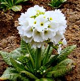 Весенние цветы