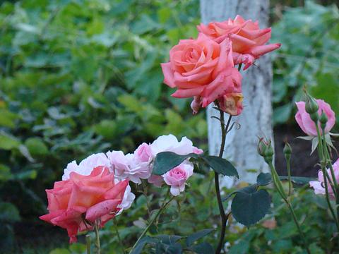 Мои цветы
http://mdou35.ya.ru/index_video.xml, Цветы, розы, сад, дача, цветы, mdou35