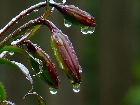 Капельки, Цветы, feneek