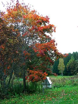 За околицей, Одинцовское фотообъединение, осень дерево колодец, Serzh
