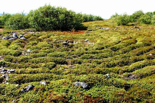 Лабиринты на Заяцком острове (Соловецкого архипелага). Примерно 1000-2000 лет до р.Х., Александр Зайцев, avzaicev