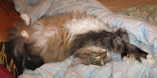 Снова Муся))), ФотоКИСКА-2008, Моя любимая кошка, cherry-sv
