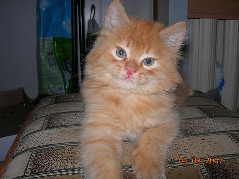 Просто наглый рыжий кот, ФотоКИСКА-2008, автор: Лахонина К., кот её же :), Lemur