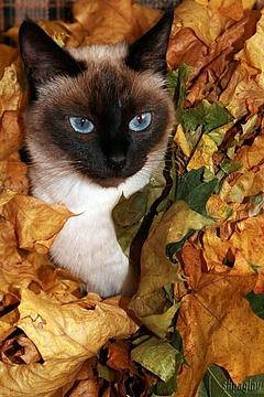 Осенняя киса, ФотоКИСКА-2008, кошка, сиам, портрет, осень, shpaginu