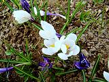 Весенние цветы