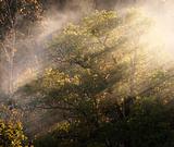 Листья жгут(savinskiy55@mail.ru)