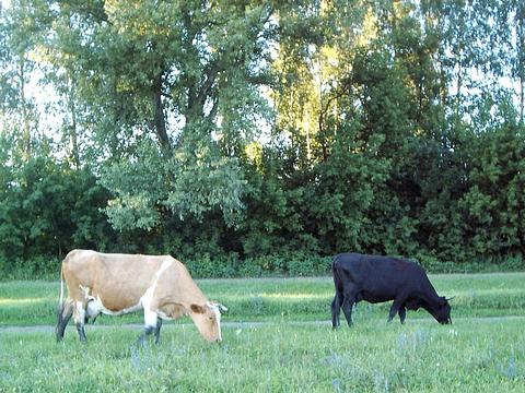 как часто встречаются абсолютно черные коровы?, Домашние питомцы, Orca
