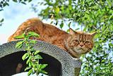 Рыжий кот