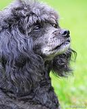 портрет моей Дуси