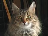 Моя кошка