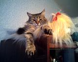 Кошке все надоели