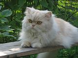 Кисулик