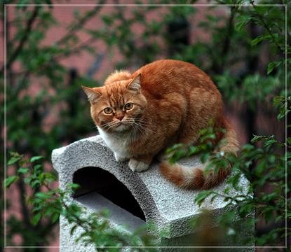 Рыжий кот на трубе, Домашние питомцы, Перс, Персик, ando