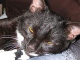 Felix the cat