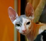 Киски с выставки