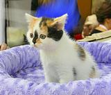 Киски с выставки