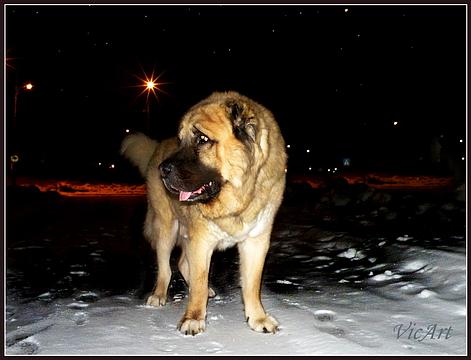 Ночной Дозор..всем выйти из сумрака!, Домашние питомцы, multikot