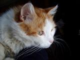котяра)