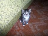 Котенок Клепа