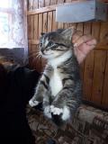 Клёпа. 