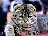 Шотландская вислоухая