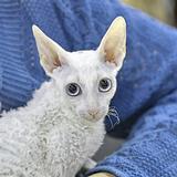 Корниш рекс