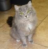 Cat for free (Кот нахаляву)