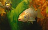 GOLD FISH...