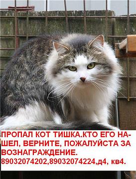 Домашние питомцы, пропал кот, Nikolaeva81
