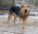 гостеприимный провожатый на трех лапах, встречающий и провожающий у входа