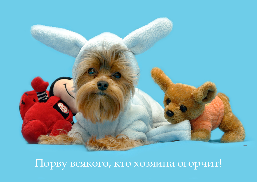 гошкин сын